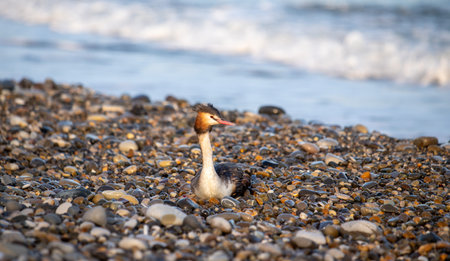 Great crested grebes near sea stones close-upの写真素材