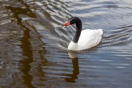 black and white swans swim in the pond in springの写真素材