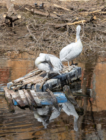 White pelican at the pond in search of food.の写真素材