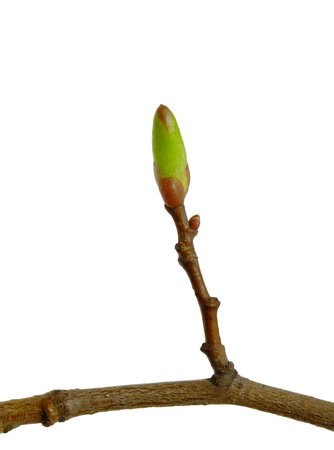 Branch with green buds on a white background.