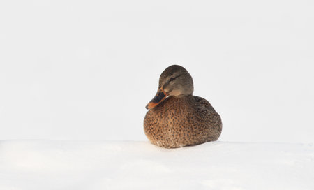 Wild duck in winter on white snow.の写真素材
