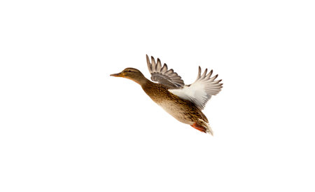 Wild duck on a white background.の写真素材