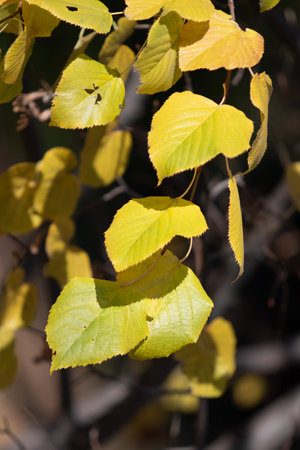 Autumn landscape, trees with bright leaves against the sky.