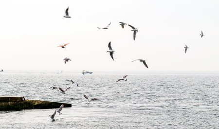 Seagulls fly against the background of the sea and the sky.の写真素材