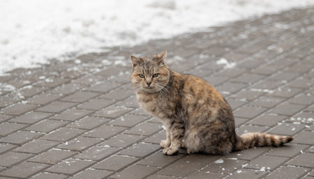 Gray cat on the street in winter.の写真素材