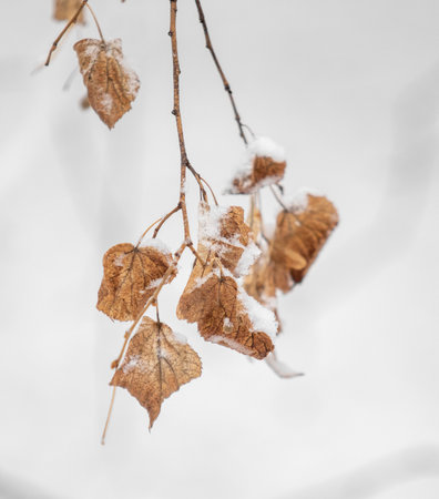 Snowy branches of trees against a white sky background. Winter.の写真素材