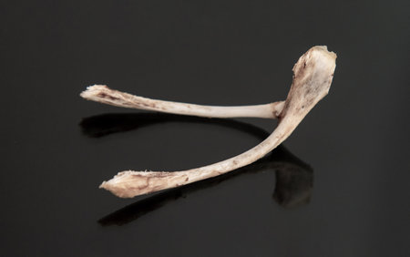 Chicken bone clavicle on a black background.の写真素材