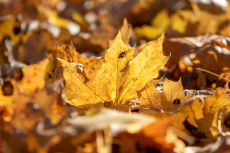 Autumn, bright leaves of trees close-up, landscape.