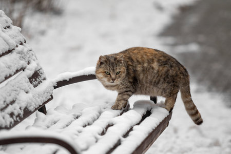 Gray cat on the street in winter.の写真素材