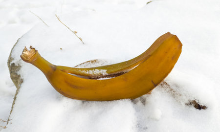 yellow banana lies on the snowの写真素材