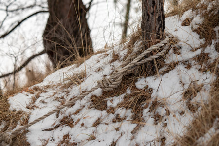 tree trunk tree bark closeup in natureの写真素材