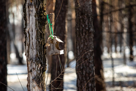 tree trunk tree bark closeup in natureの写真素材