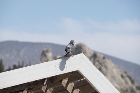 triangular roof of a house against the skyの写真素材