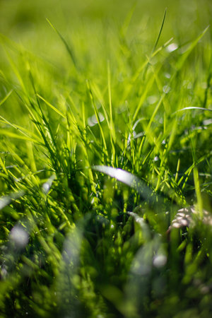 Green grass blurred grass background.の写真素材