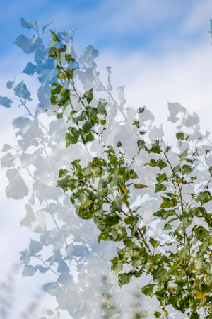A tree with many leaves, and the sky is blue. The leaves are green and appear to be in motion, creating a sense of movement and lifeの写真素材