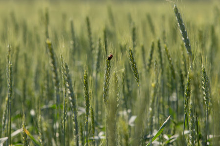 A bug is standing in a field of tall green grass. The scene is peaceful and serene, with the bug standing out against the backdrop of the tall grassの写真素材