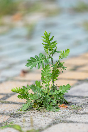 A small plant is growing in the middle of a sidewalk. The plant is green and he is a weed. The sidewalk is made of bricks and has a greyish-brown colorの写真素材