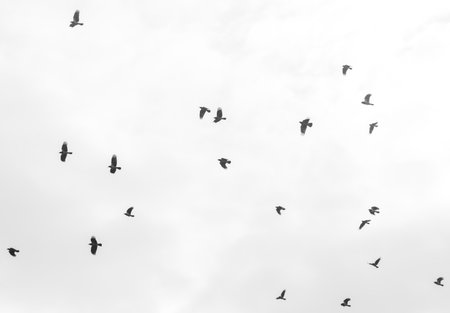 A flock of birds flying in the sky. The birds are mostly black and white. The sky is mostly white with some cloudsの写真素材