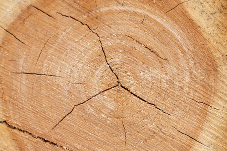 The image is of a large piece of wood with a hole in the middle. The wood is split and has a rough textureの写真素材