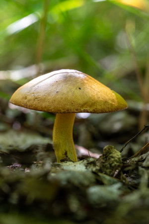 A mushroom is sitting on the ground in a forest. The mushroom is brown and yellow. The forest is lush and greenの写真素材