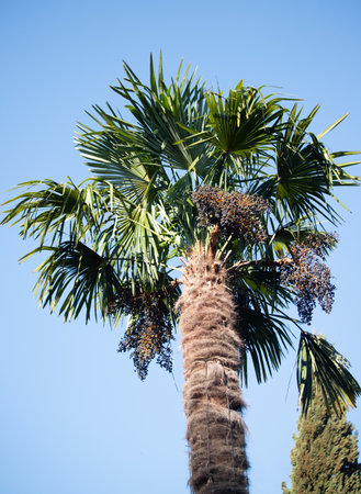 Trachycarpus fortunei, fruit seeds, palm trunk in nature.の写真素材