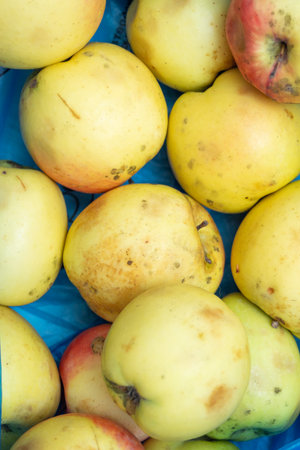 A bunch of yellow apples are piled up in a blue container. The apples are slightly bruised and have a few brown spots. Concept of abundance and freshness, as the apples are ripe and ready to be eatenの写真素材