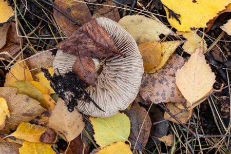 A mushroom is sitting on top of a pile of leaves. The leaves are yellow and brown, and the mushroom is white. The scene has a peaceful and natural feel to it, as the mushroom blends in with the leavesの写真素材