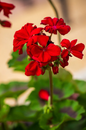 A red flower with white petals is in a garden. The flower is surrounded by white flowers and some brown dirtの写真素材