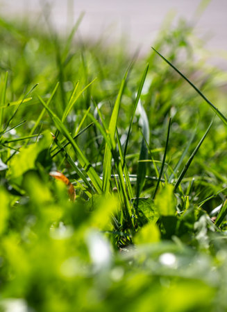 A close up of a green grassy area with a few weeds. The grass is lush and green, and the weeds are small and scattered throughout the area. Scene is peaceful and serene, as the grassの写真素材