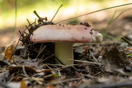 A mushroom is sitting on the ground in a field. The mushroom is pink and has a stemの写真素材
