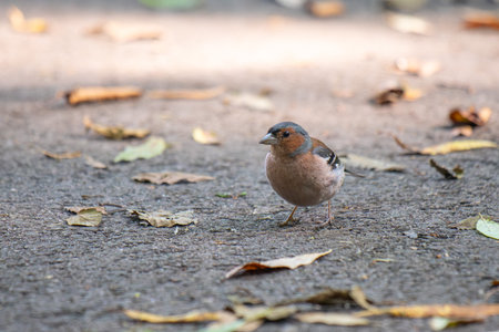 A small bird is standing on the ground in front of some leaves. The bird is brown and black in colorの写真素材