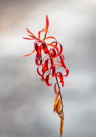 A single red flower with a stem. The flower is curled and twisted, and it is the only one in the imageの写真素材