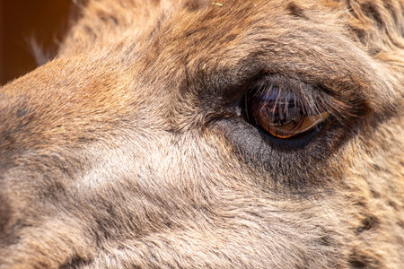 A close up of an animal's eye with a brownish tint. The eye is surrounded by a furry, brownish-grey areaの写真素材