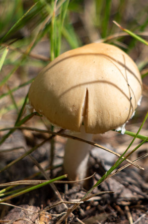 A mushroom is sitting on the ground in a field. The mushroom is brown and has a white stemの写真素材