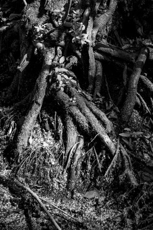 A close up of tree roots with a dark background. The roots are twisted and gnarled, giving the image a sense of mystery and intrigueの写真素材