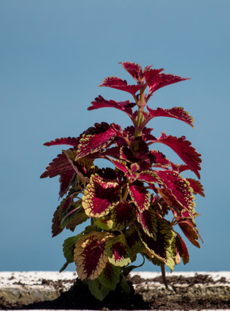A small plant with red and yellow leaves is growing on a ledge. The plant is surrounded by dirt and is thriving in its environmentの写真素材