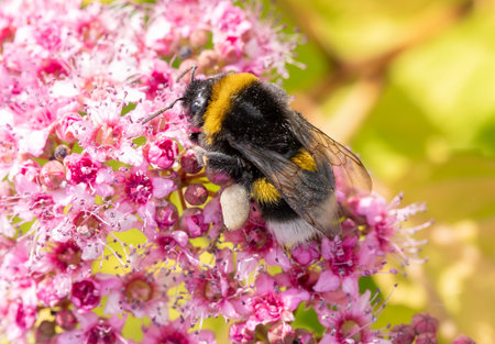 A bumblebee is sitting on a pink flower. The flower is surrounded by many other pink flowersの写真素材