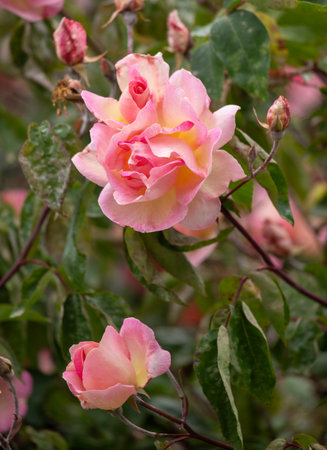 A pink rose with yellow petals is in full bloom. The flower is surrounded by green leaves and is the center of attention in the imageの写真素材