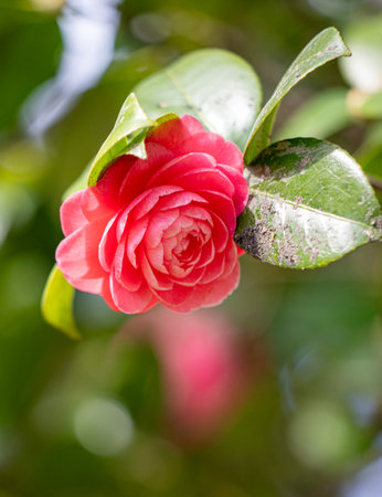 Bright blooming fruit trees in spring nature.の写真素材