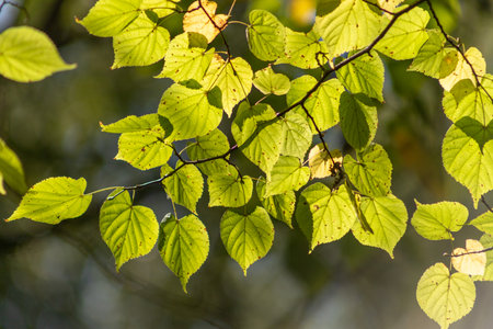 A leafy tree branch with leaves that are green and have brown spots. The leaves are in the sun and the light is shining on themの写真素材