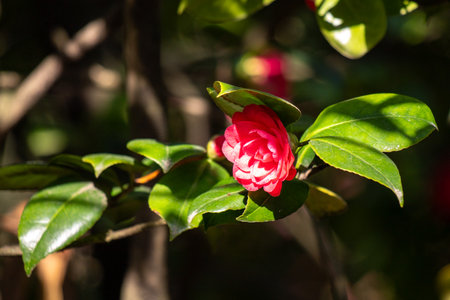 Flower closeup in nature.の写真素材