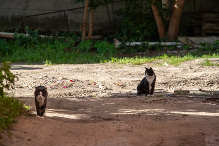 Two cats are sitting on the ground in front of a fence. One of the cats is black and whiteの写真素材
