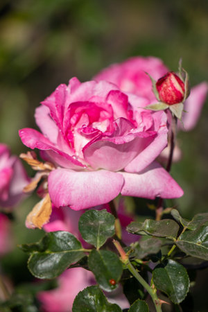 A pink rose with a green stem and leaves. The rose is the main focus of the image, and it is surrounded by other green leavesの写真素材