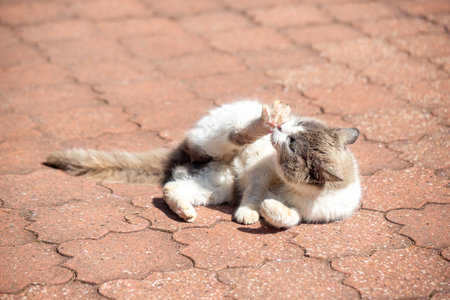A cat is laying on a red brick floor. The cat has a white belly and a black faceの写真素材