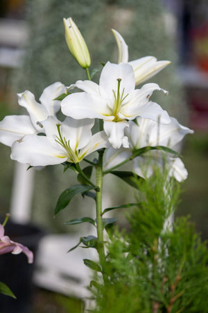 A white flower with green leaves is in a pot. The flower is the main focus of the imageの写真素材
