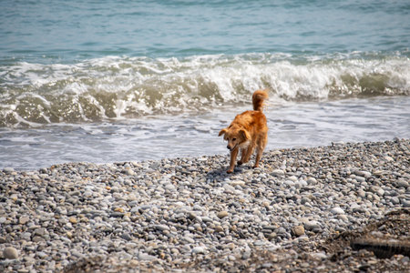 A dog is running on the beach near the water. The dog is brown and he is enjoying itself. The beach is rocky and the water is calmの写真素材