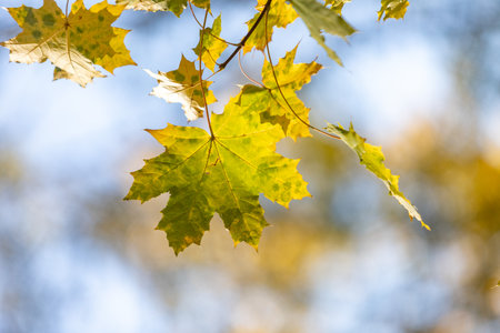A leafy tree branch with a leaf in the foreground. The leaf is yellow and has brown spots. The branch is green and the sky is blueの写真素材