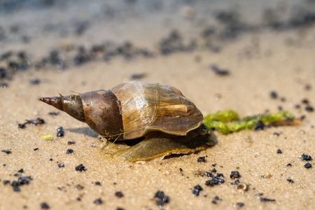 A small, brown and white shell with a brown stripe is laying on the sand. The shell is likely a type of snail or clam, and it is resting on the beachの写真素材