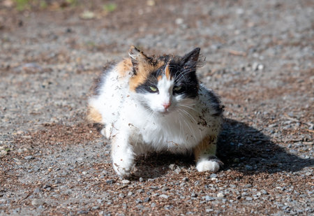 A cat is walking on a dirt road. The cat is dirty and has mud on its pawsの写真素材