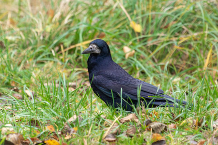 A black bird is standing in a field of grass. The bird is looking to its left. The grass is tall and greenの写真素材